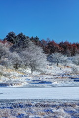 冬の八島ヶ原湿原