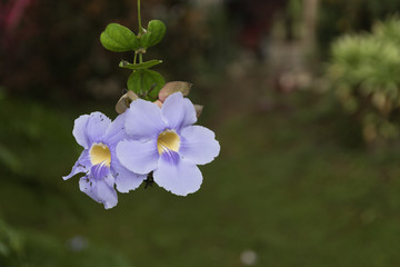 Blue trumpet vine