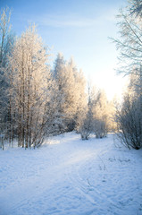snow-covered winter forest lit by the sun