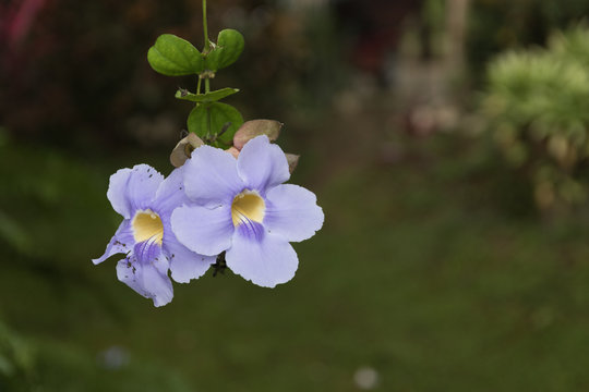 Blue trumpet vine