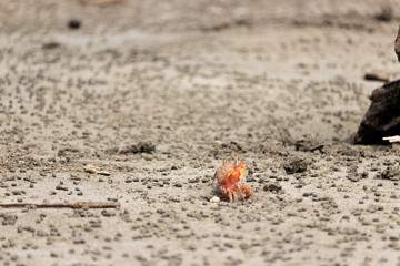 Red crab at hole