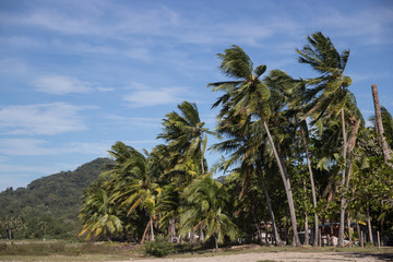 Palm trees in the wind