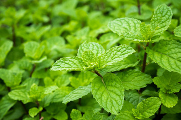 close up mint leaves plant grow in organic vegetable garden