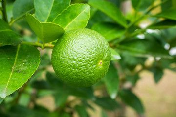 Fresh green lemon limes on tree in organic garden