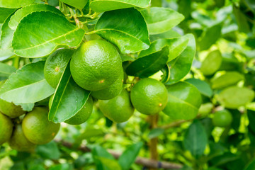 Fresh green lemon limes on tree in organic garden