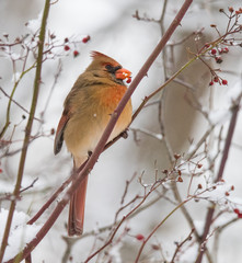 Cardinal Bird on Branch in Winter