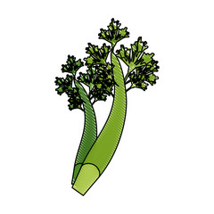 Fresh parsley leaves