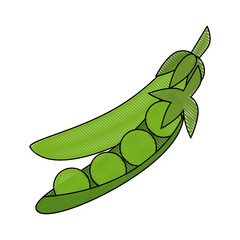 Fresh peas vegetable
