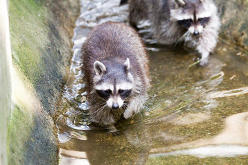 portrait of a racoon in a nature scene