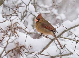 Cardinal Bird on Branch in Winter