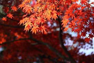 紅葉の風景