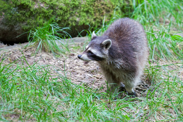 portrait of a racoon in a nature scene