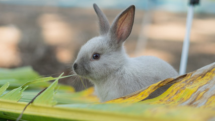 young rabbit eating leaves in the garden