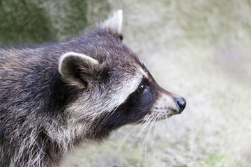 portrait of a racoon in a nature scene