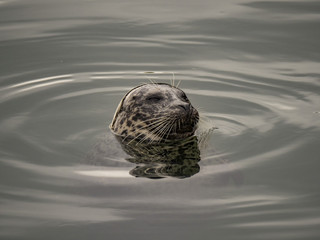 Harbor Seal in Water, Monterey, CA