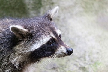 portrait of a racoon in a nature scene