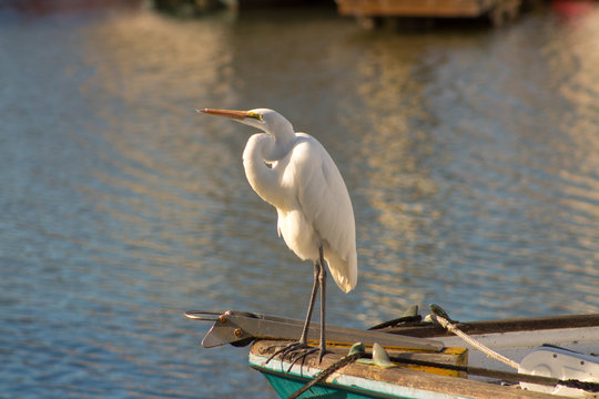 Egret on Boat