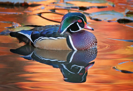 Wood Duck Images – Browse 109,136 Stock Photos, Vectors, and Video ...
