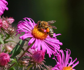 beautiful and colorful bee in a natural setting environment looking for insects or other food