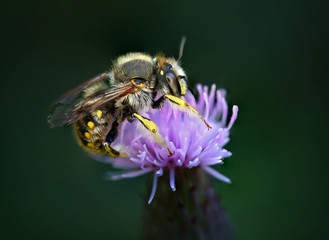 beautiful and colorful bee in a natural setting environment looking for insects or other food