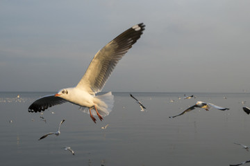 Seagulls fly on the sea in the evening.