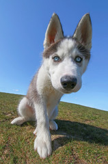 adorable husky puppy playing on a grassy hill with a perfect blue sky behind him wide angle