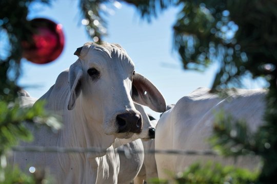 Brahma Cow Christmas Portrait