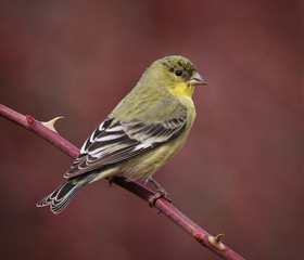 a lesser goldfinch sitting on a rose bush in the foothills at sunset