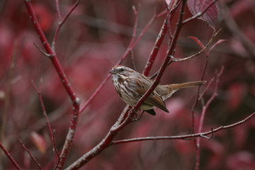 a cute little sparrow or house finch sitting on a branch during fall