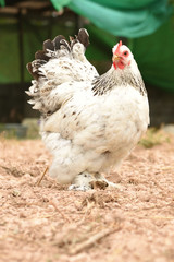 Giant chicken Brahma standing on ground in Farm area