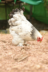 Giant chicken Brahma standing on ground in Farm area