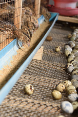quails and eggs in a cage on a farm