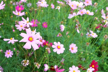 Pink cosmos flower blooming in the garden, selective focus