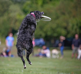 A dog having fun at a public park on a hot summer day