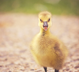 a canadian goose gosling honking or quacking in a local park toned with a vintage retro instagram filter effect app or action