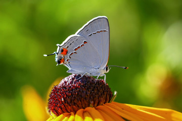 Obraz premium a pretty gray hairstreak butterfly sipping nectar from a flower