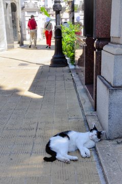 A cat laying down with people walking in the background at Recoleta cemetery 