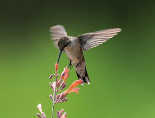 Obraz premium Beautiful hummingbird photo in a natural environment