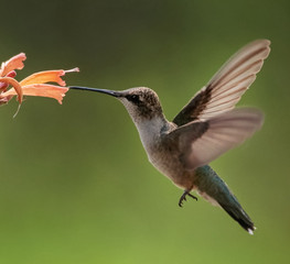 Beautiful hummingbird photo in a natural environment