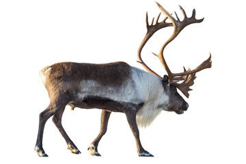 Reindeer with huge antlers  isolated on the white background 