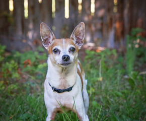 a cute rat terrier in a backyard looking at the camera