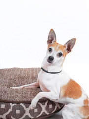 a cute rat terrier in the studio on a pet bed isolated on white