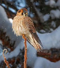 a kestrel hunting in the snow on top of a branch