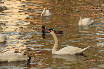 a flock of white swans on the lake