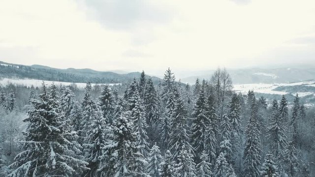Winter in Carpathian Mountains. High-altitude aerial shot.