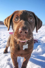 a cute chocolate lab puppy playing in the snow on a clear sunny winter day with a bright blue sky