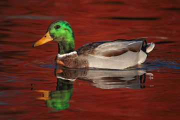 Beautiful mallard photo in a natural environment