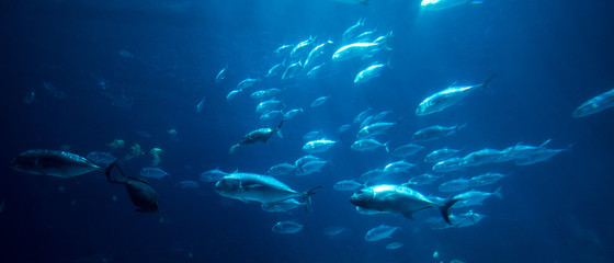 Fototapeta na wymiar Ocean Life