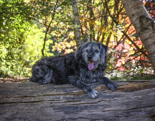 a large mixed breed dog posing for the camera during a hot summer day with her tongue poking out