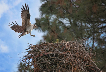 a beautiful photo of an osprey